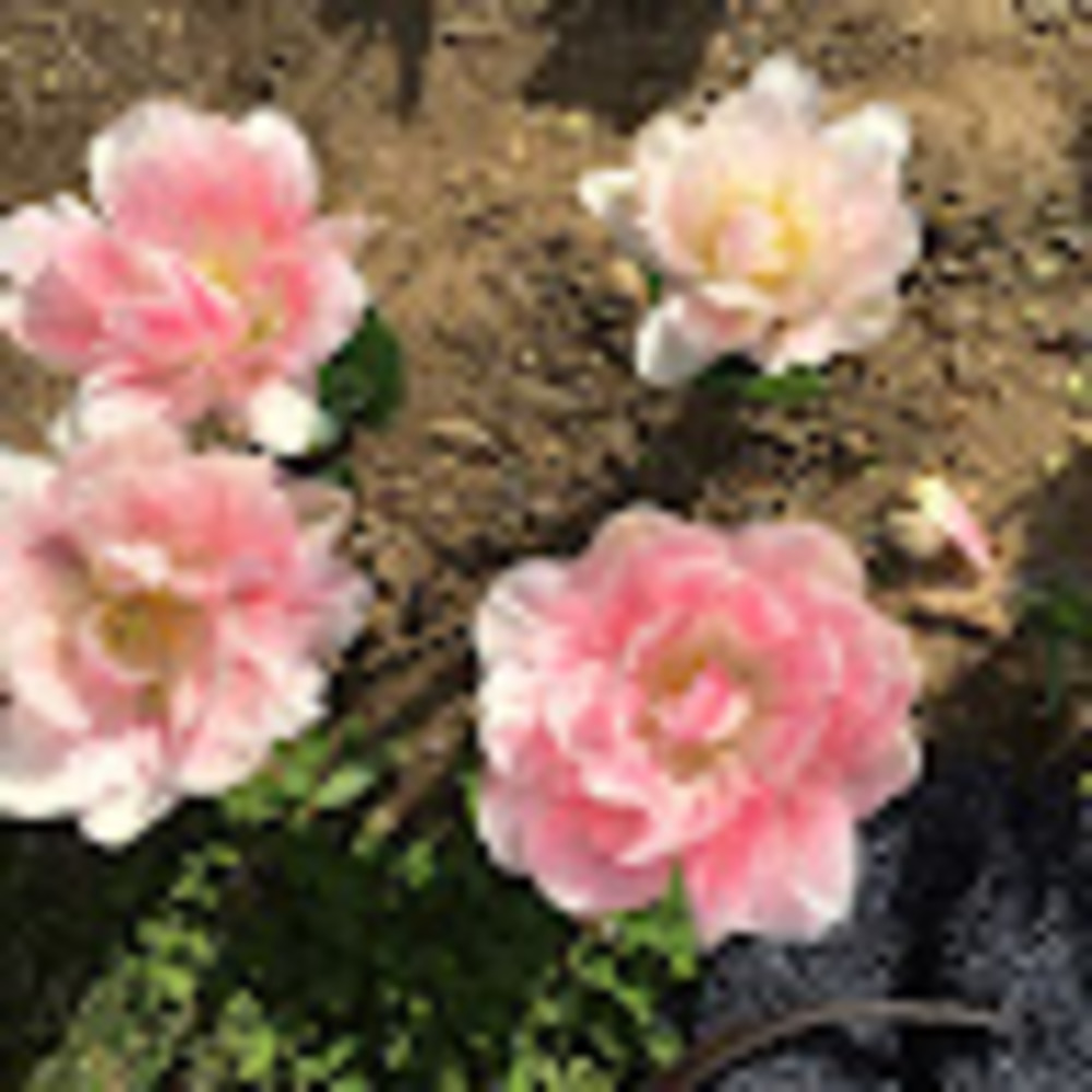 Meet your Posher, Isabelle